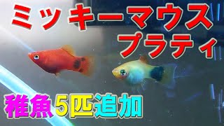 [#ミッキーマウスプラティ] 新たに5匹の稚魚が産まれ6匹に💛 (252)