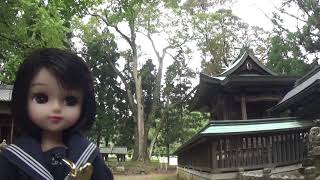 30秒の心象風景20593・天然記念物の大欅～リカちゃんの旅・田川神社～