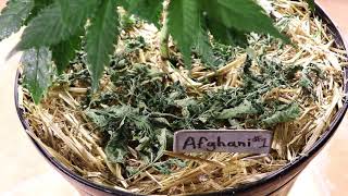 Afghani #1