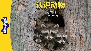 Meet the Animals 12: Raccoon (认识动物 12：浣熊) | Animals | Chinese | By Little Fox