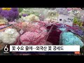 가정의 달 대목인데…한숨 짓는 카네이션 농가 sbs