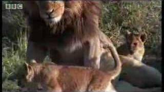 A lion pride - introducing daddy to the cubs - BBC wildlife