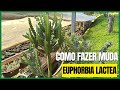 EUPHORBIA LACTEA  Como fazer mudas?