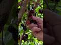 Huge Mulberry Harvesting #gardenfruit #mulberries