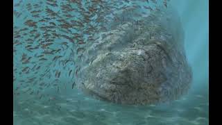 Instanced Fish on Boid algorithm