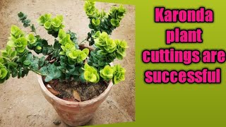 My karonda plant cuttings are successful | Lets Do Nature