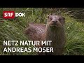 Fischotter in der Schweiz | NETZ NATUR mit Andreas Moser | DOK | SRF