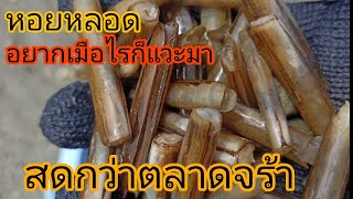 วิถีพื้นบ้าน หยอดหอยหลอด มีแทบทุกตารางนิ้วเก็บแทบไม่ทันหยอดปุ้บขึ้นมาทันที่