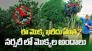 ఈ మొక్క ఖరీదు ఏంత ? నర్సరీ లో మొక్కల అందాలు..My happiness || @Durgammagariabbayi|@cinemalahiri