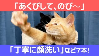 にゃんこ3きょうだい日記 #82 Diary of 3Cats [Jan.17-23/2022]