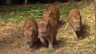 カピバラ「心音」の 五つ子赤ちゃん（生後三日）：埼玉県こども動物自然公園 Capybara 5Babies 3days after birth