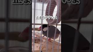 【文鳥劇場】新しい食器付き止まり木のレビューをしてくれる桜文鳥れいくん #shorts #文鳥 #止まり木