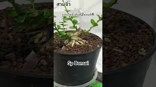 บอนไซเพรมน่าจิ๋วต้นที่2ตอนที่4 #บอนไซจิ๋ว #บอนไซ #บอนไซเพรมน่า #bonsai #bonsaimini