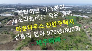 [제주도부동산]아늑한 작은 숲속의 전원주택지로 적합한 임야 979평과 800평(제주빠빠)