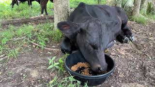 Trying to feed Mista his bottles. He is not interested.Tractor work. Microphone not on. 4k. Moo.