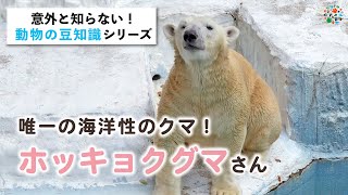 意外と知らないホッキョクグマの豆知識（天王寺動物園/旭山動物園）