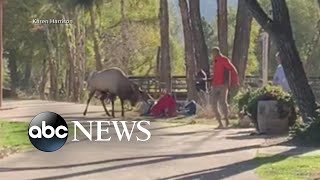 Terrifying video shows elk charging crowd | ABC News