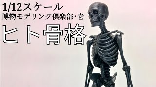 1/12スケール博物モデリング倶楽部･壱 ヒト骨格だよ！