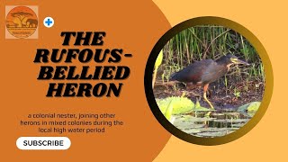 The Rufous Bellied Heron