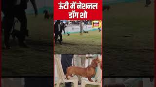 Over 450 canines compete in spectacular national dog show Ooty | #shorts