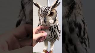 ホワイトベンガルワシミミズク🦉ラテ🦉