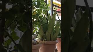 My small balcony#minivlog  #evergreenclassics #song