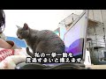 【猫動画】嫁にご飯を要求しまくるロシアンブルー【russianbule】russian blue who demands rice from his wife