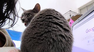 【猫動画】嫁にご飯を要求しまくるロシアンブルー【russianbule】Russian Blue who demands rice from his wife