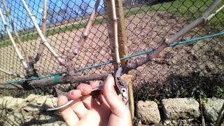 How to cut a vineyard Easy way to cut a vineyard DOUBLE SIDED CORDON.