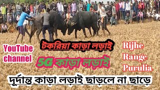 🔥🐂টকরিয়া মোড় কাড়া 🐂🔥লড়াই ভিডিও🔥 🐃🔥buffalo fight video 🔥🐃