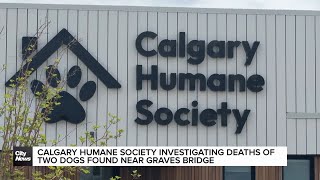 Calgary Humane Society investigating deaths of two dogs found near graves bridge