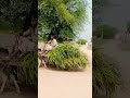 village life in sindh sindh ke gaon ki jindagi short sindh short video rurallife sobhari sindh