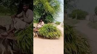 village life in Sindh#Sindh Ke Gaon ki jindagi#short#Sindh# Short video#rurallife#sobhari sindh