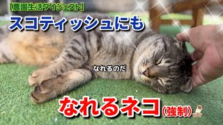 【2/9】毎日が日曜日の農家ネコたち🐈‍⬛🐈【農園生活ダイジェスト】