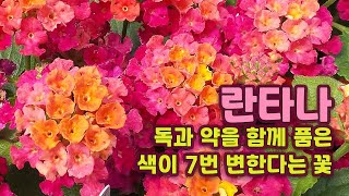 [2분 상식] 독과 약을 함께 품은 두얼굴의 꽃, 란타나