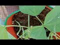 மாடித்தோட்டமும் அதன் interesting நேரமும் how terrace gardening become interesting gardening