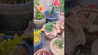 Beautiful flowers #garden #gardening #terracegarden #viralshort #shortvideo