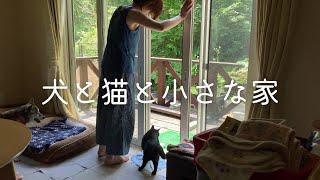 Country life with dogs and cats / A quiet life in the woods of Hokkaido