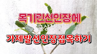 목기린선인장에 가제발선인장 접목