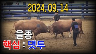 청도소싸움 2024.09.14 제5경기 을종 핵심 / 댓투