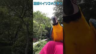 肩乗りインコの生後100日　#ルリコンゴウインコ