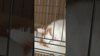 【寝顔ホラー系猫】もはやホラー映像かの様な猫の寝顔がこちら🐈(A cat whose sleeping face is scary)#cat #猫のいる暮らし #ねこ #ねこのいる生活 #猫