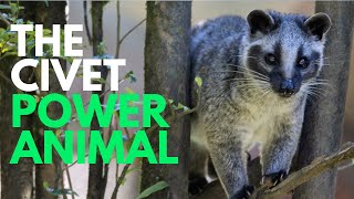 The Civet Power Animal