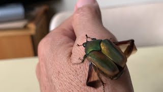 Green beetle flies so fast 🐞🚀 Bọ xanh bay nhanh quá