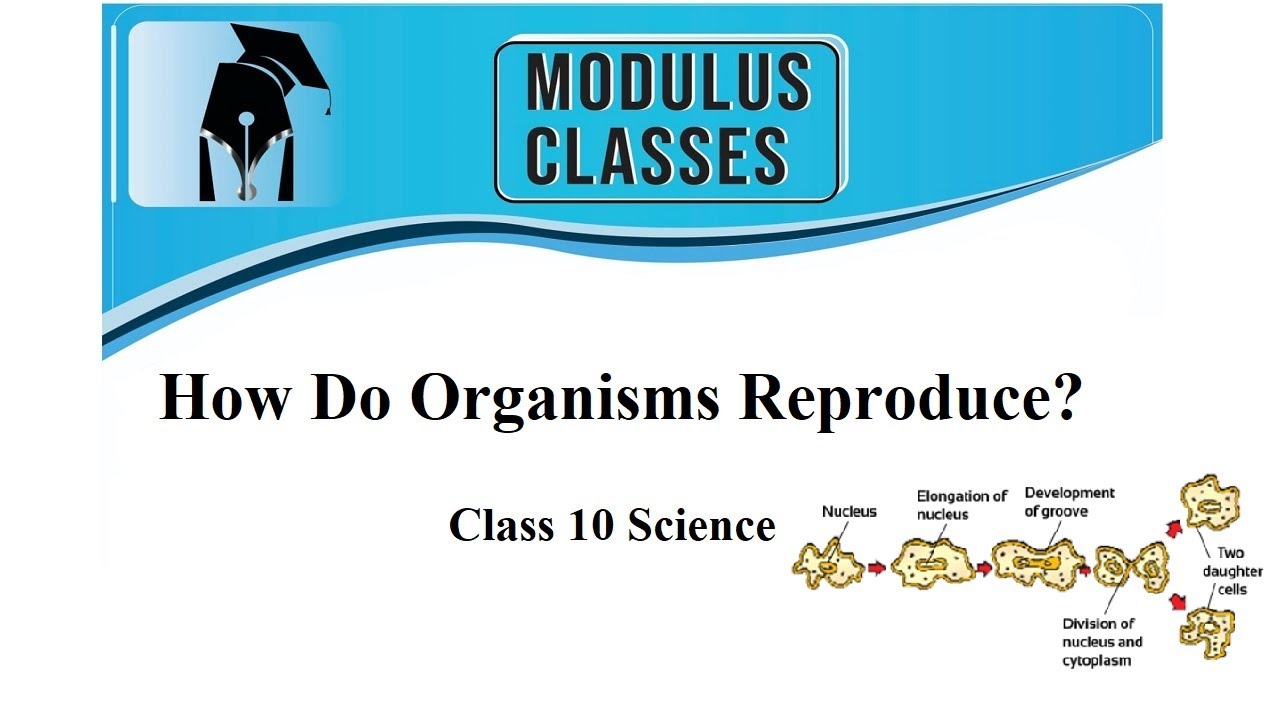 How Do Organisms Reproduce | Biology Class 10 | Reproduction - YouTube