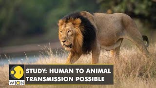 Scientists at the University of Pretoria found out that three lions were infected with COVID-19