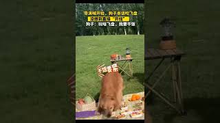 【开心百分百】#狗狗 #看一遍笑一遍 限流了吗?#pets