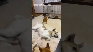 野犬預かり59日目