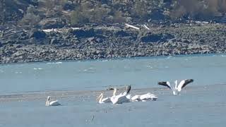 Pelican waiting for fish