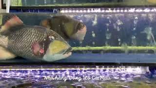 nhà hàng hải sản ngon ở Cà Mau? nhà Hàng Đông Hồ Cà Mau